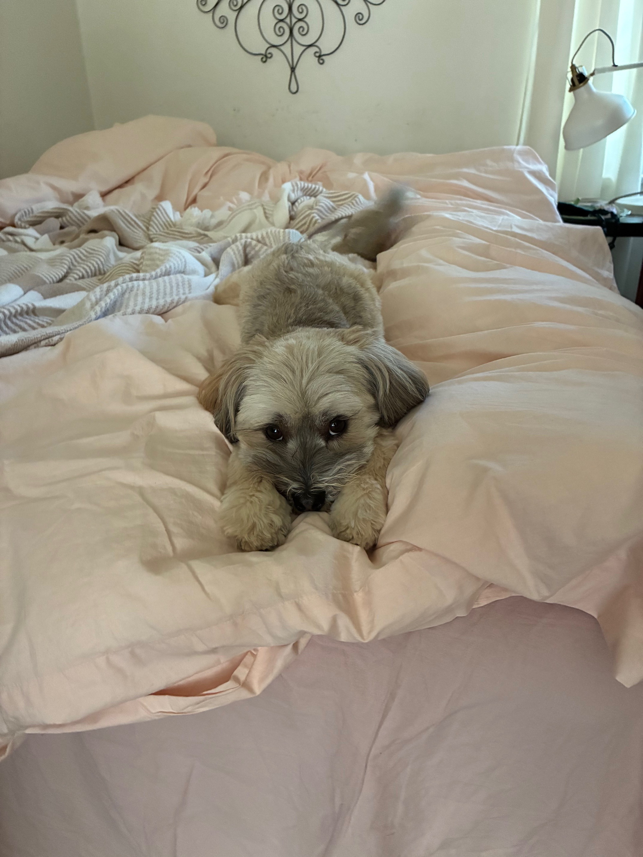 Benji