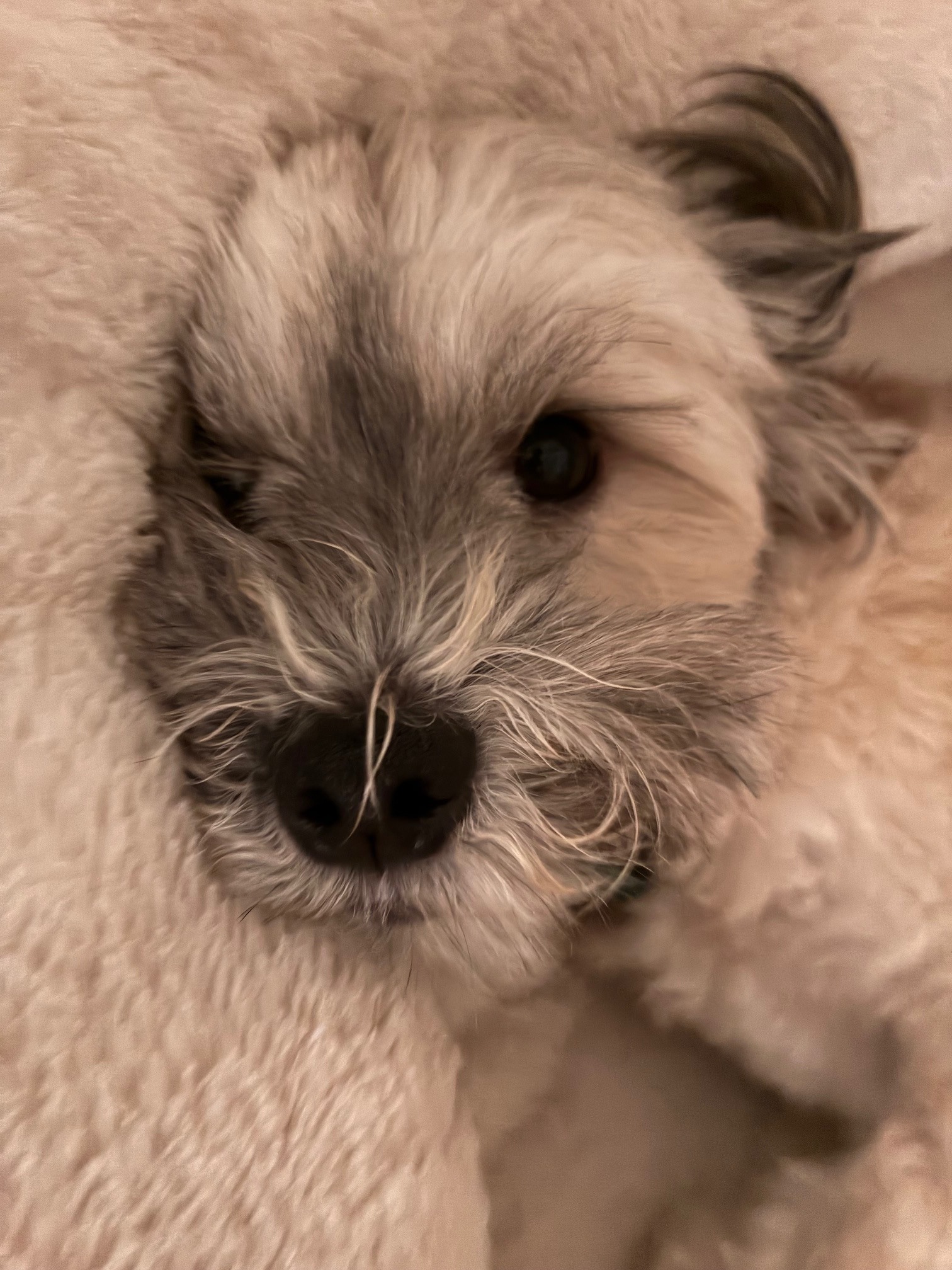 Benji