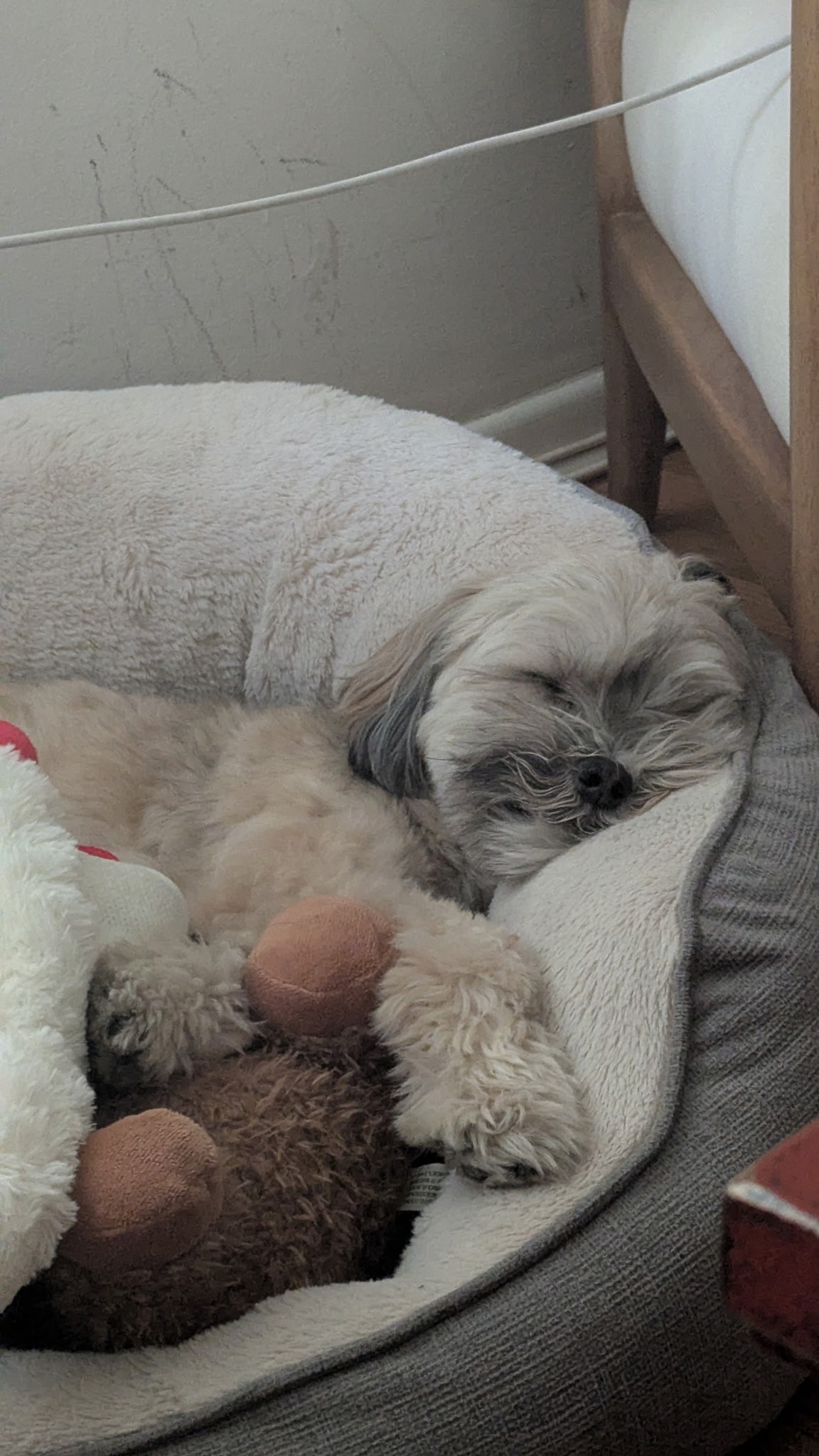 Benji