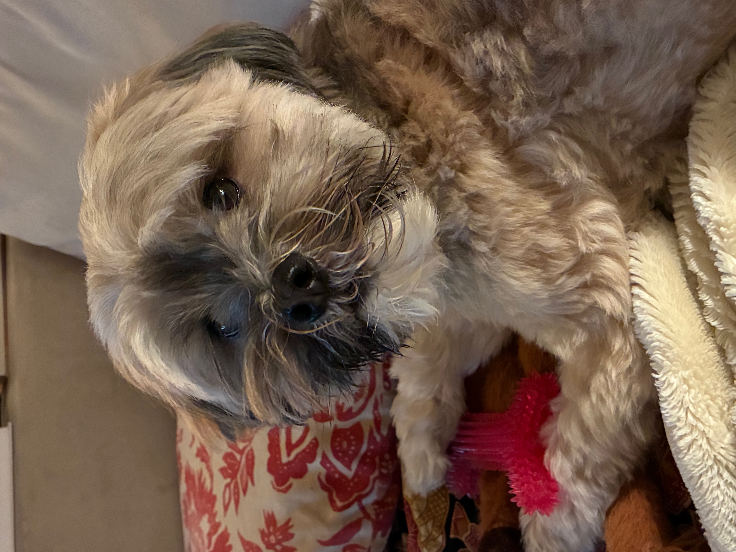 Benji