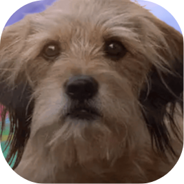 Benji